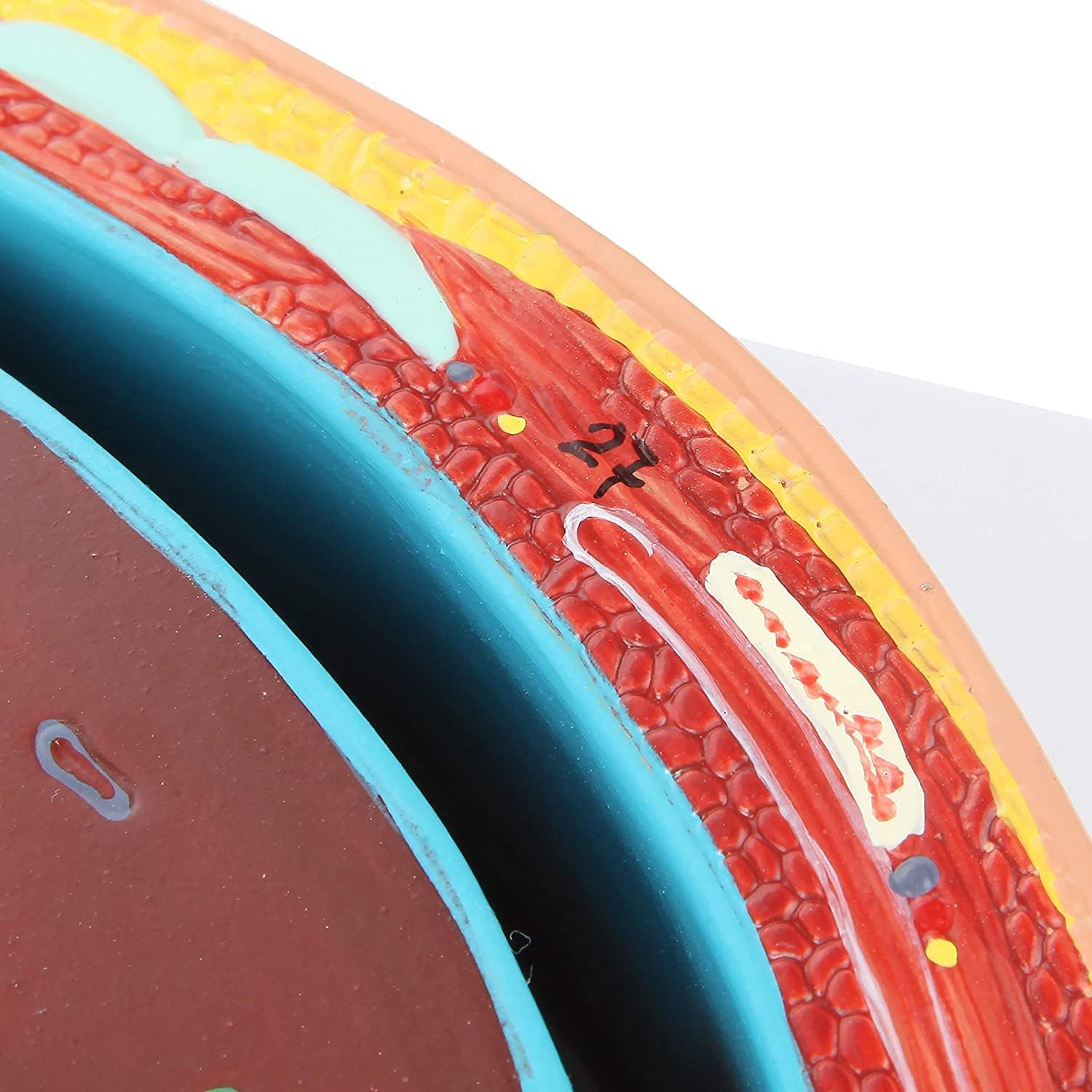 Human Anatomy Model of Abdominal Cross Section Lumbar Vertebra Human Thoracic Model Cross-Sectional Model of The Thoracic Cavity Urinary Teaching Anatomy Model