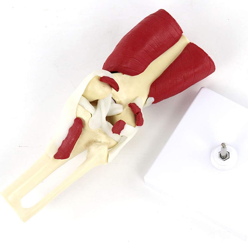 Anatomy Model Human Anatomical Knee Joint Model - PVC Material Muscled Knee Bone Joint Anatomy Human Leg Bone Model - for Medical Supplies Teaching Aid
