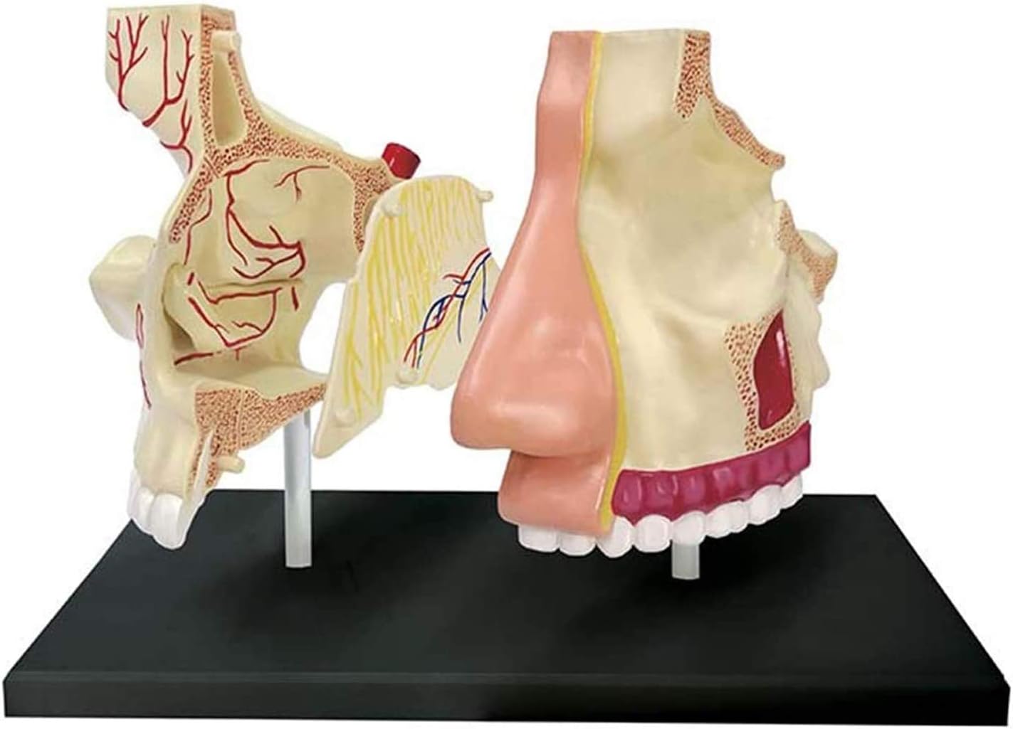 Anatomy Model Educational Science Human Nasal Organs Model 4D Disassembled Medical Teaching Tool Statues Sculptures for Medical Use