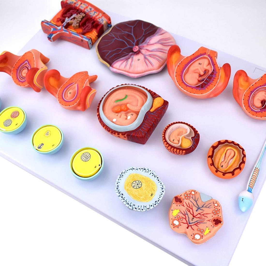 Educational Model Scientific Human Anatomy Fertilization and Early Embryonic Development Process Anatomy Model Doctor Training Teaching Aids Tool,Medical Models