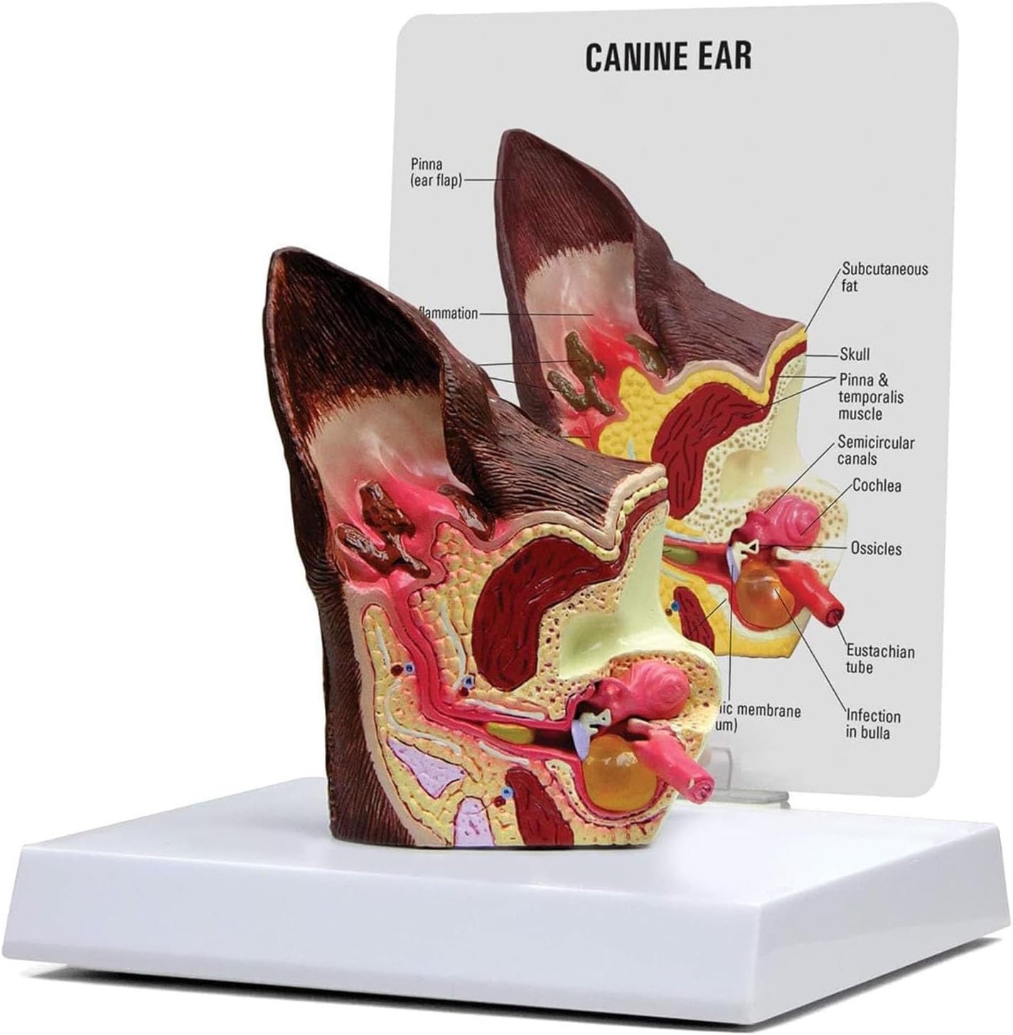 Canine Ear Model, Dog Ear Anatomical Dog Ear Lesion Animal Anatomical Model for Canine Anatomy and Physiology Education Teaching Display Supplies Family Veterinary Equipment