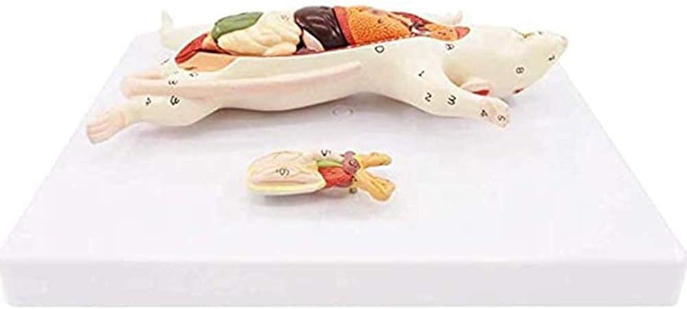 Medical Models, 1:1 Mouse Anatomical Model Animal Anatomy Model Biological Anatomy Mouse Visceral Structure,Full Anatomical Model, for Anatomy