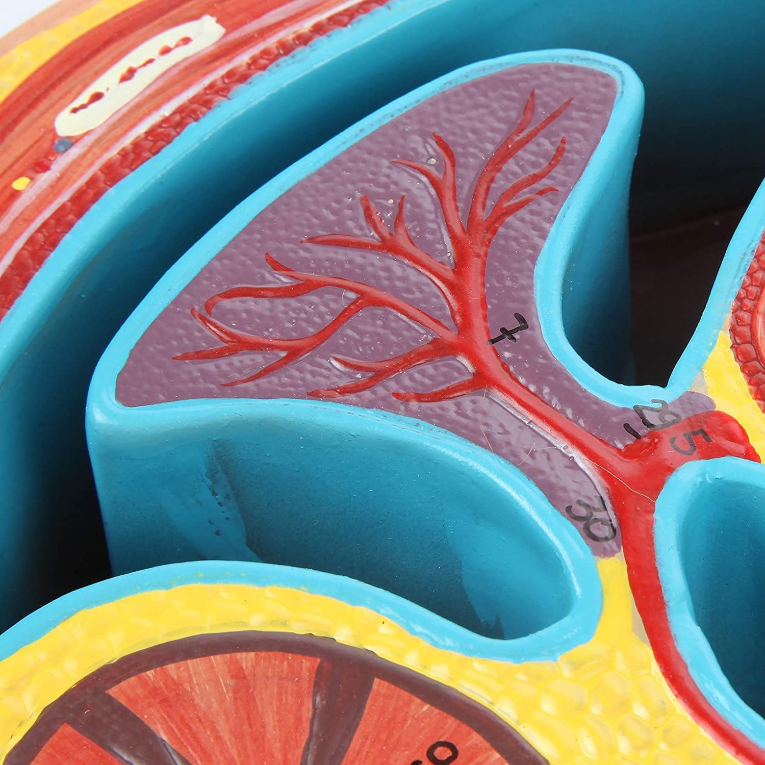 Human Anatomy Model of Abdominal Cross Section Lumbar Vertebra Human Thoracic Model Cross-Sectional Model of The Thoracic Cavity Urinary Teaching Anatomy Model