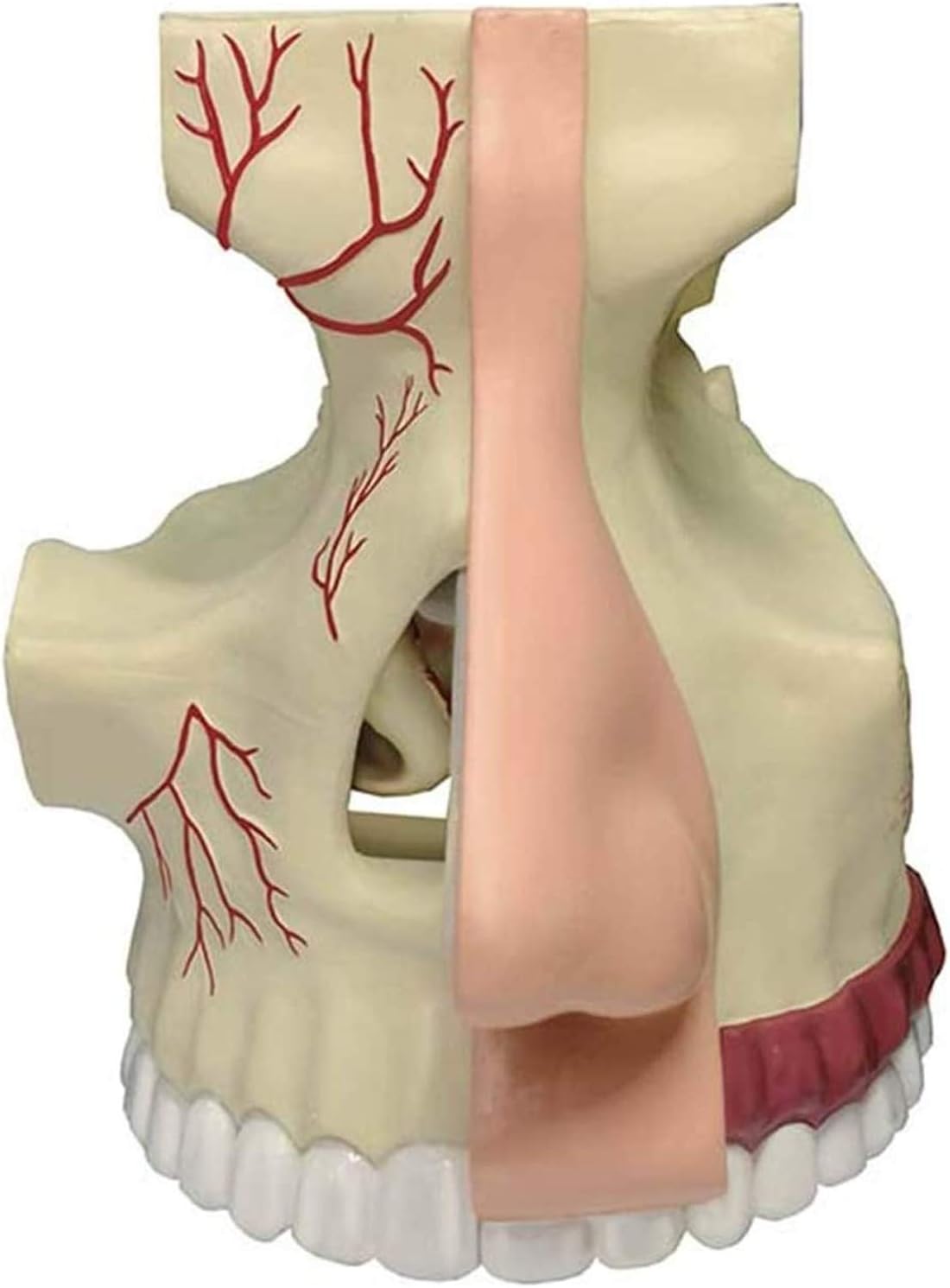 Anatomy Model Educational Science Human Nasal Organs Model 4D Disassembled Medical Teaching Tool Statues Sculptures for Medical Use