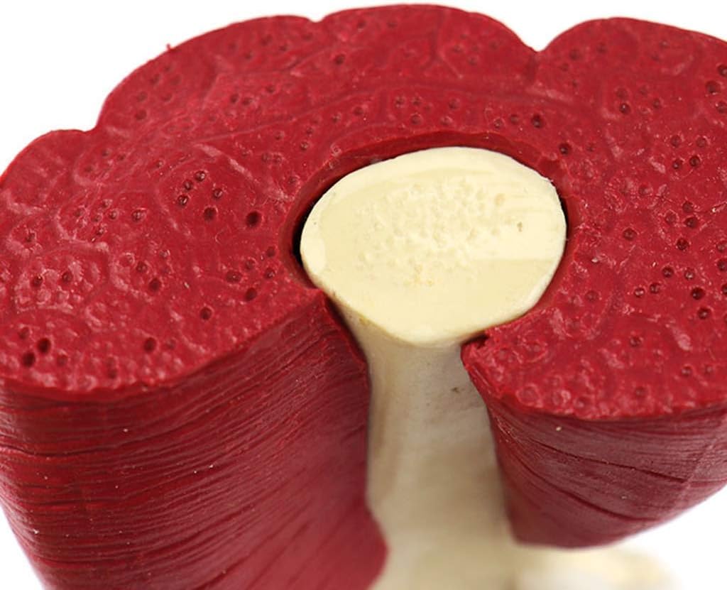 Anatomy Model Human Anatomical Knee Joint Model - PVC Material Muscled Knee Bone Joint Anatomy Human Leg Bone Model - for Medical Supplies Teaching Aid