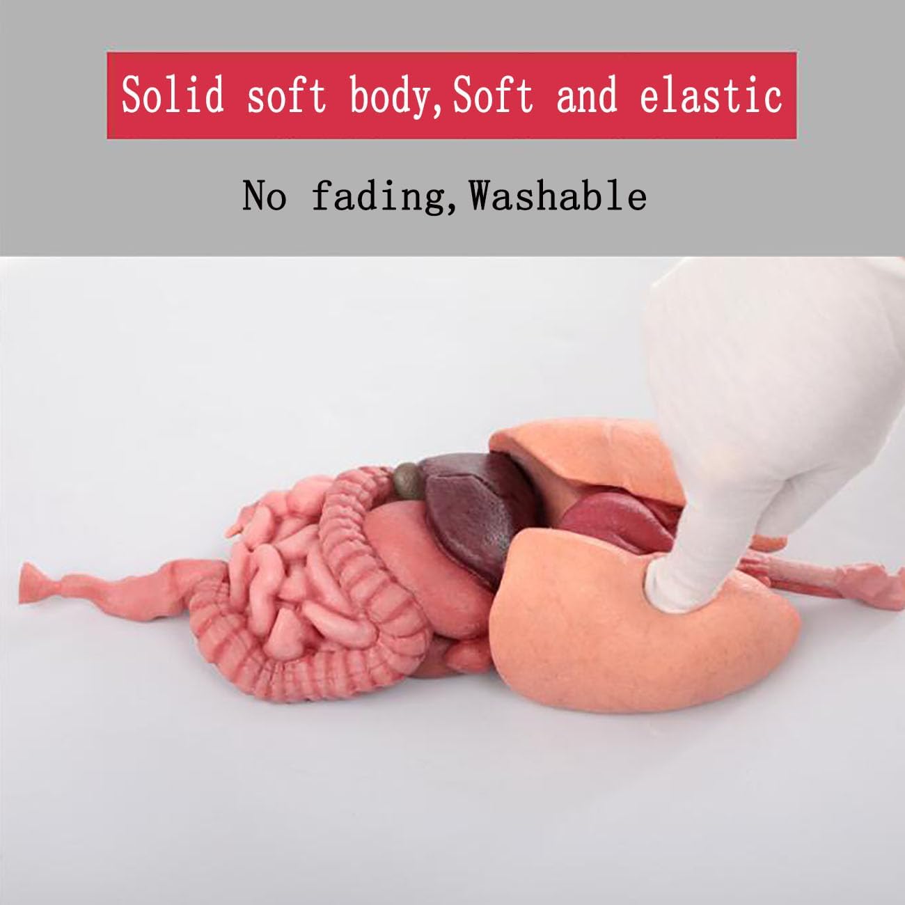 Realistic 3D Silicone Human Viscera Anatomy Model - Lung, Liver, Stomach, Large Intestine, Kidney (32 x 11 x 6 cm)