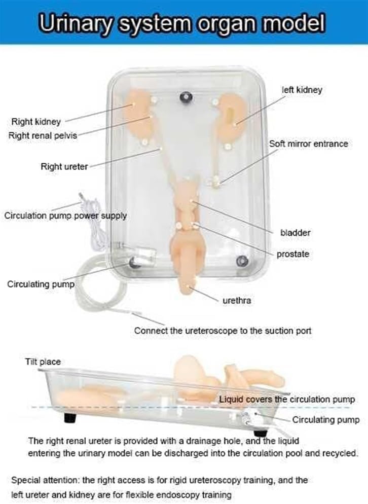 Manikin Anatomy Model, Ureteroscopy Simulation Training Model Silicone Kidney Model for Nurse, Medical Students Training Practice Use
