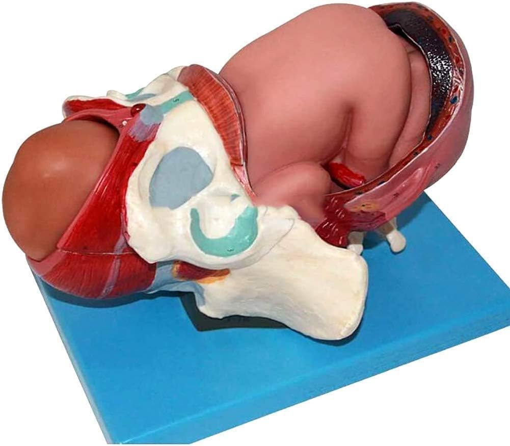 Childbirth Demonstration Pelvis Model for Educational Use - with Removable Organs and Fetus for Natural Childbirth Training