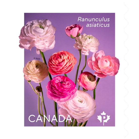Ranunculus: 100Pcs - Permanent™ domestic rate stamps - coil of 50