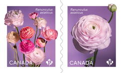 Ranunculus: 100Pcs - Permanent™ domestic rate stamps - coil of 50
