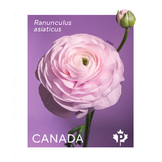 Ranunculus: 100Pcs - Permanent™ domestic rate stamps - coil of 50