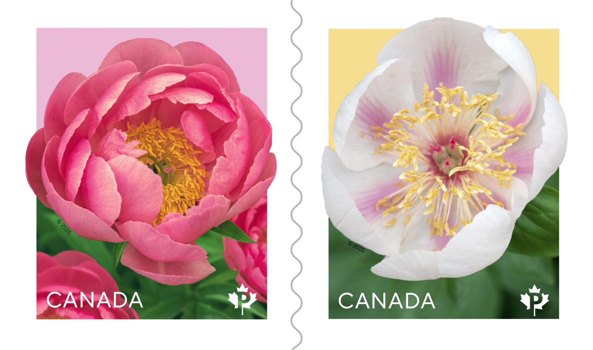 Peonies 2025 coil of 50 Permanent™ stamps
