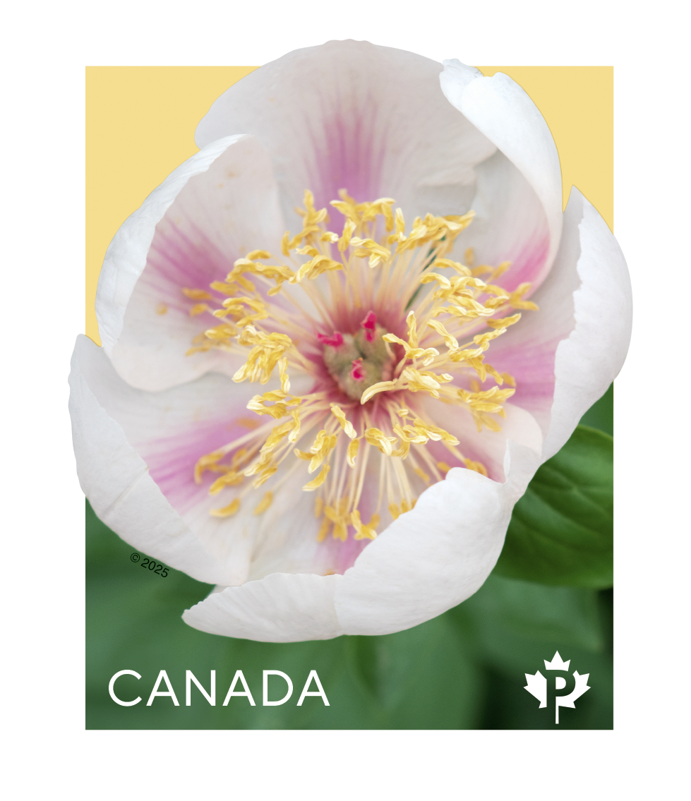 Peonies 2025 coil of 50 Permanent™ stamps