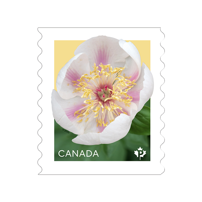 Peonies 2025 coil of 50 Permanent™ stamps